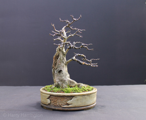 hawthorn bonsai